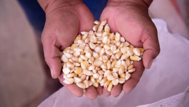 Tras amparo concedido a Monsanto, Conacyt seguirá cumpliendo decreto presidencial contra maíz transgénico y glifosato