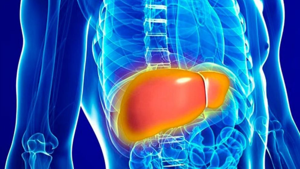 datos curiosos de este órgano