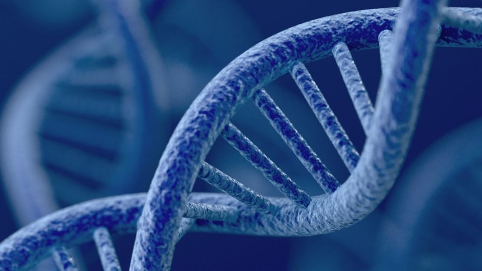 datos curiosos que es interesante conocer sobre el material genético