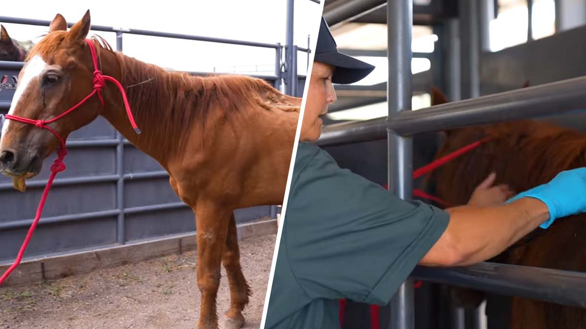 hayan 80 caballos abandonados en Colorado