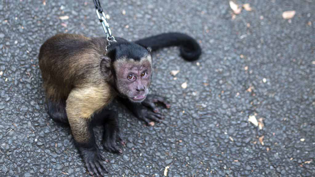 ¿Ataque de rabia? Monos muerden y arañan a niños y a ancianos en una alarmada ciudad japonesa