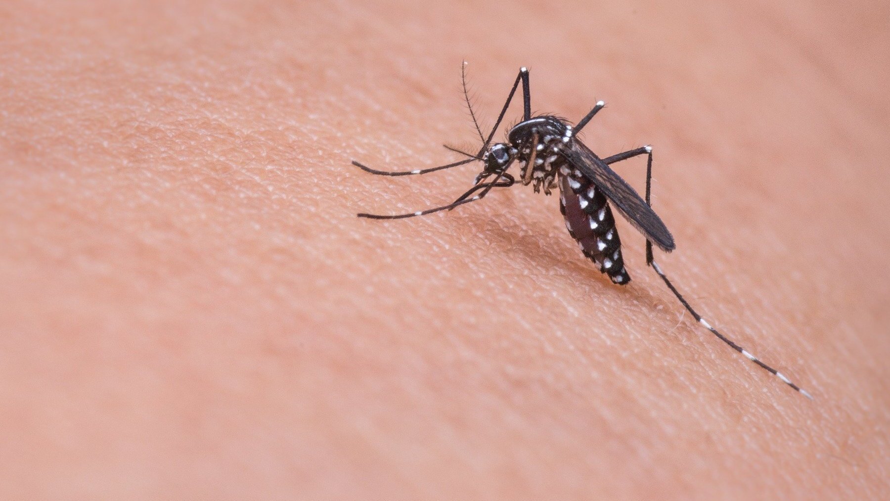 ¿Es verdad que la planta citronela sirve para ahuyentar a los mosquitos?