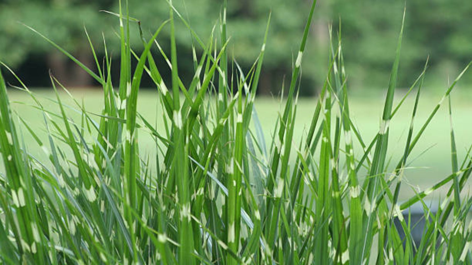¿Por qué no debes cortar el césped por debajo de los 10 cm cuando hace calor?