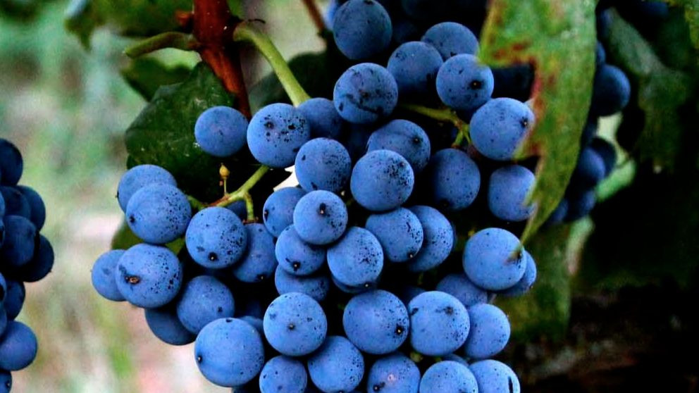 ¿Por qué no existe? Esta es la razón