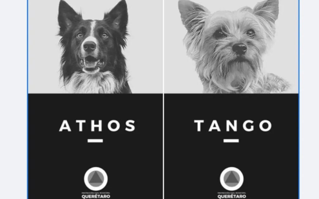 ¡Bravo! Realizan primer juicio por maltrato animal en México; es por el asesinato de Athos y Tango en Querétaro