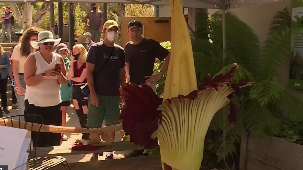 ¡No estaba muerta! La flor cadáver abre sus pétalos