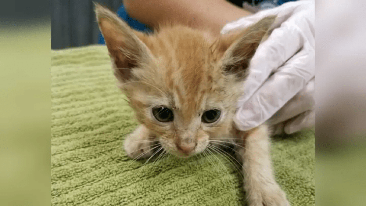 Gatito muere tras ser arrojado de un auto en Carmel Mountain