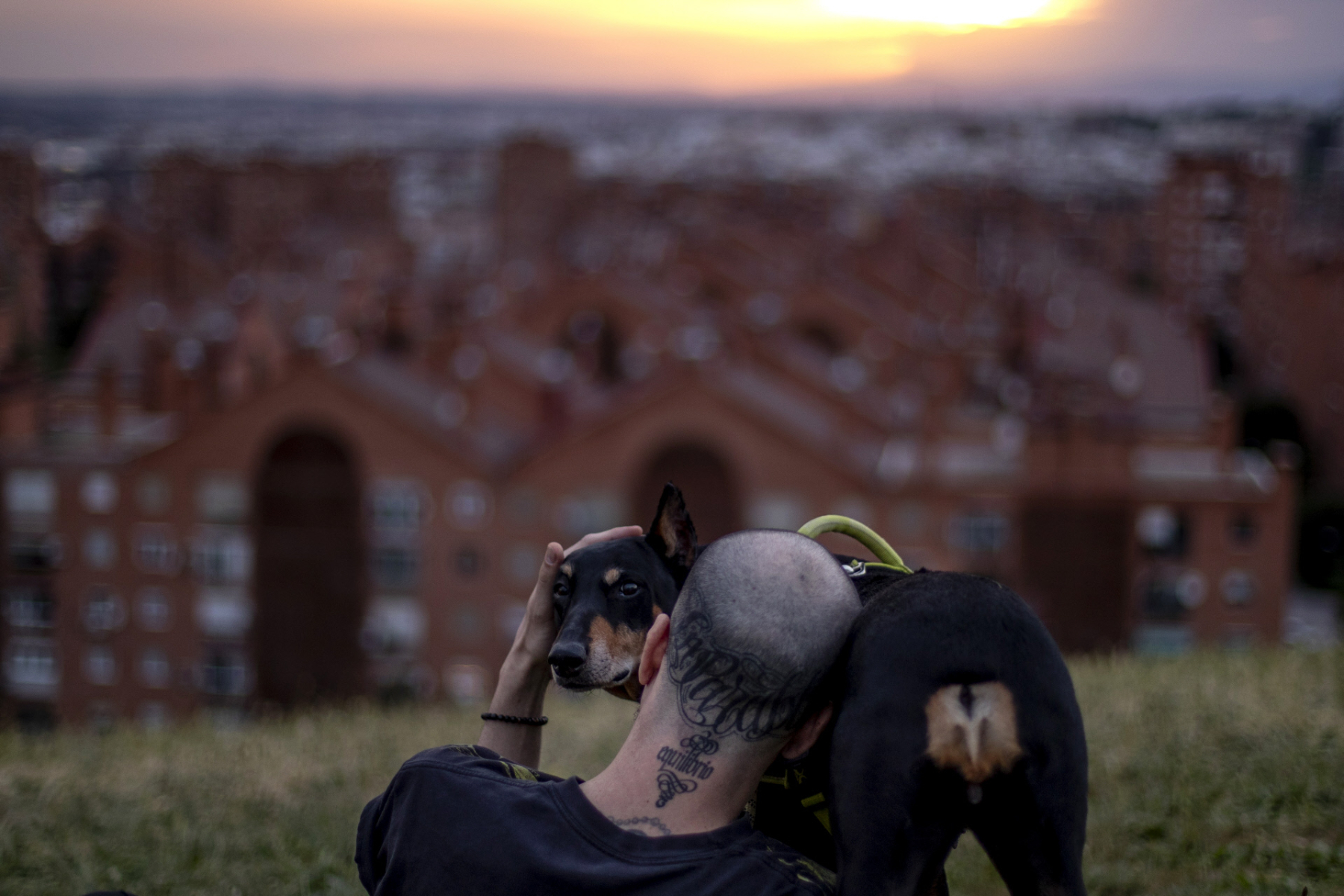 Planes Madrid para perros