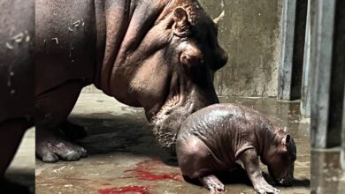 El bebé hipopótamo del zoológico de Cincinnati ya tiene nombre