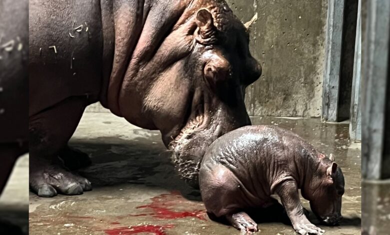 El bebé hipopótamo del zoológico de Cincinnati ya tiene nombre