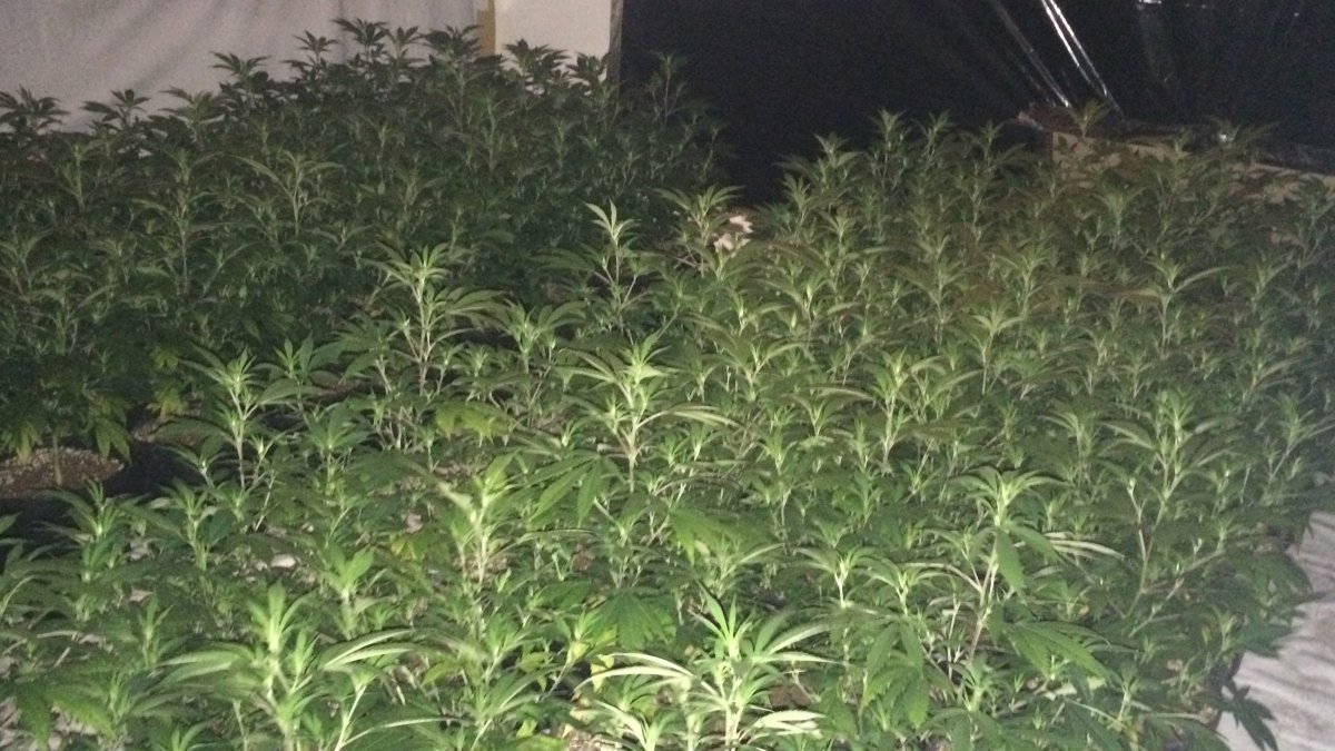 hallan 10,000 libras de marihuana y arrestan a 12