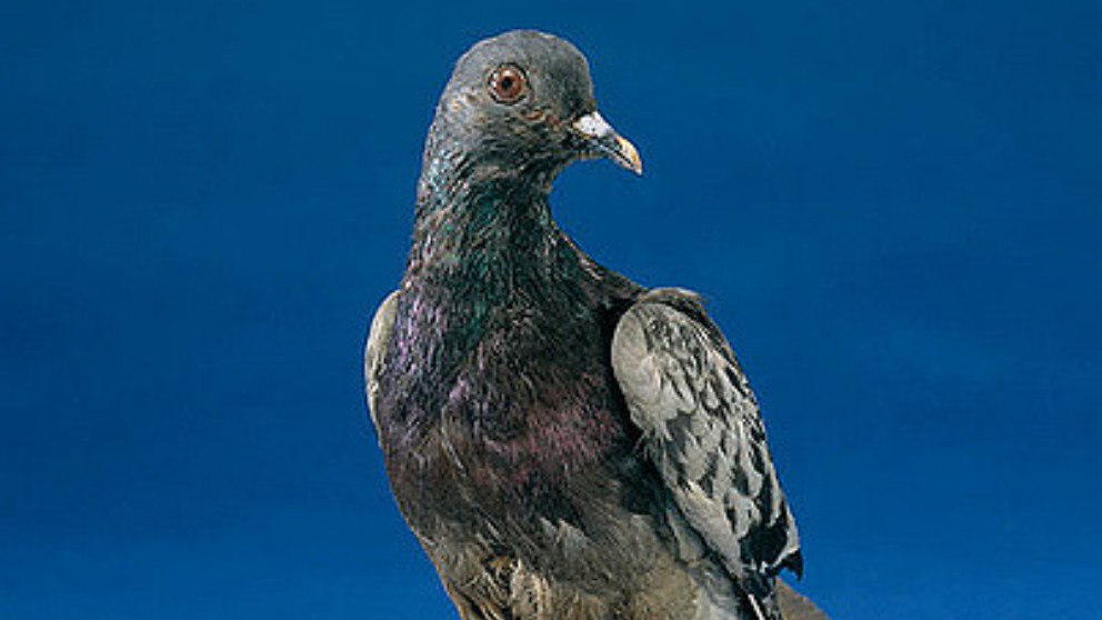 5 animales que se convirtieron en auténticos héroes