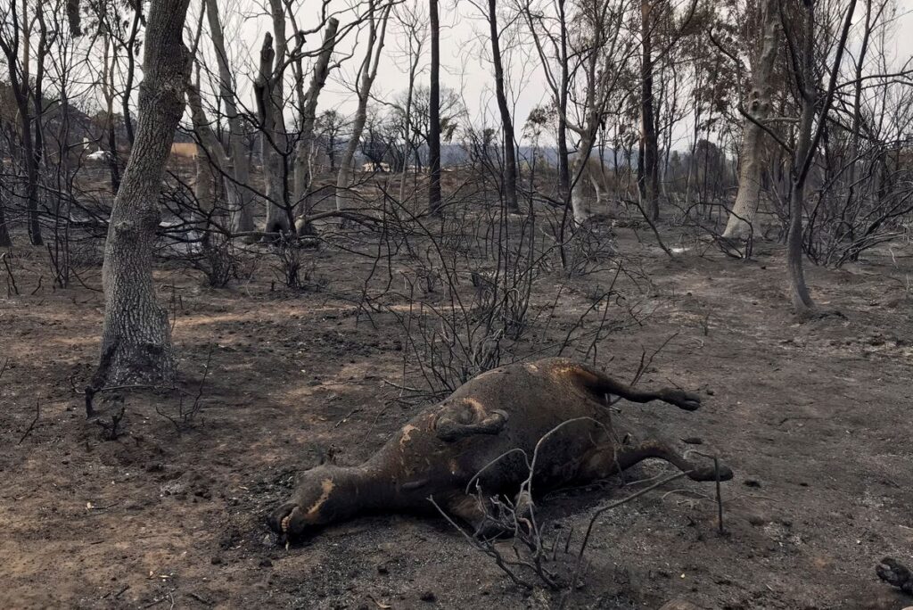 Al menos 37 muertos por los incendios en Argelia
