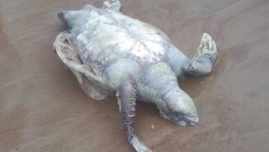 Ambientalistas denuncian 'masacre' de tortugas marinas en Nicaragua
