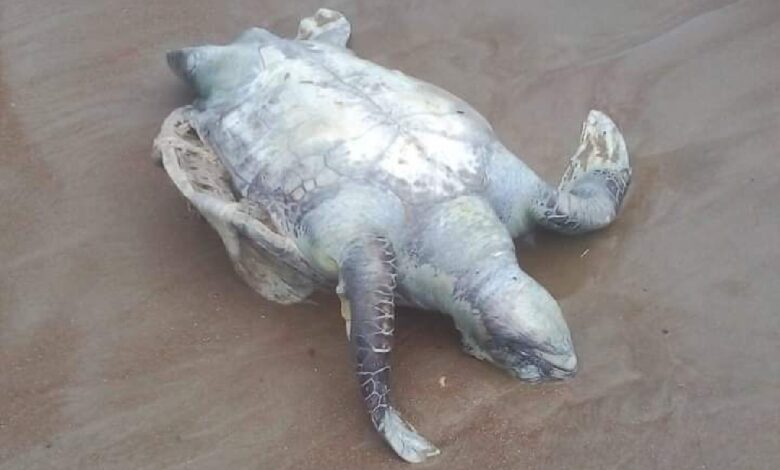 Ambientalistas denuncian 'masacre' de tortugas marinas en Nicaragua