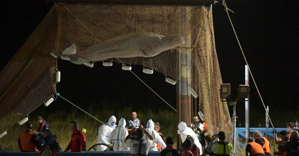 Ballena beluga muere en Francia durante una misión de rescate de última hora
