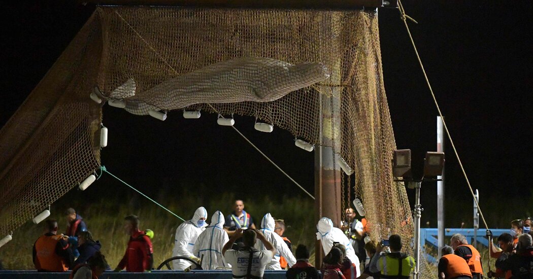 Ballena beluga muere en Francia durante una misión de rescate de última hora