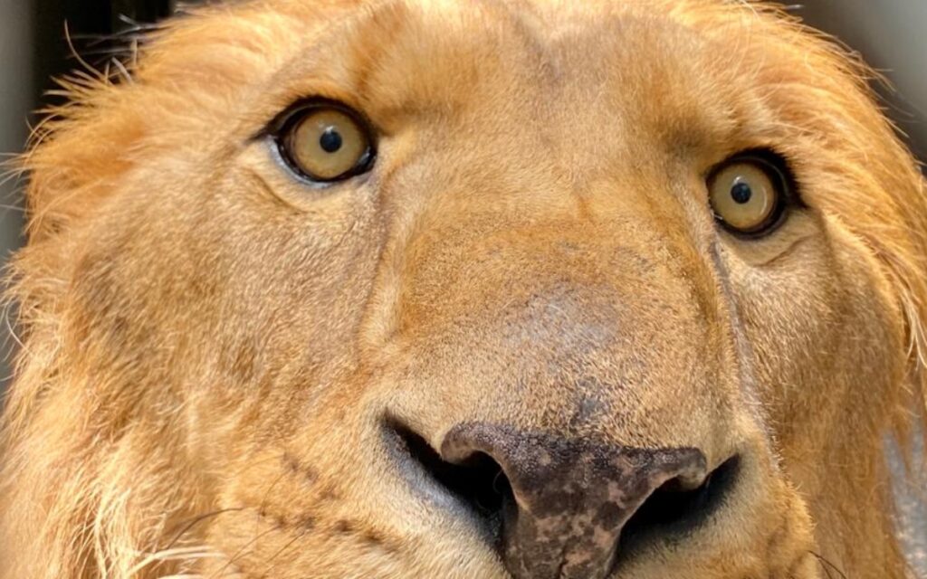 Black Jaguar-White Tiger | Intervienen a 2 felinos; tenían plásticos y huesos en el estómago