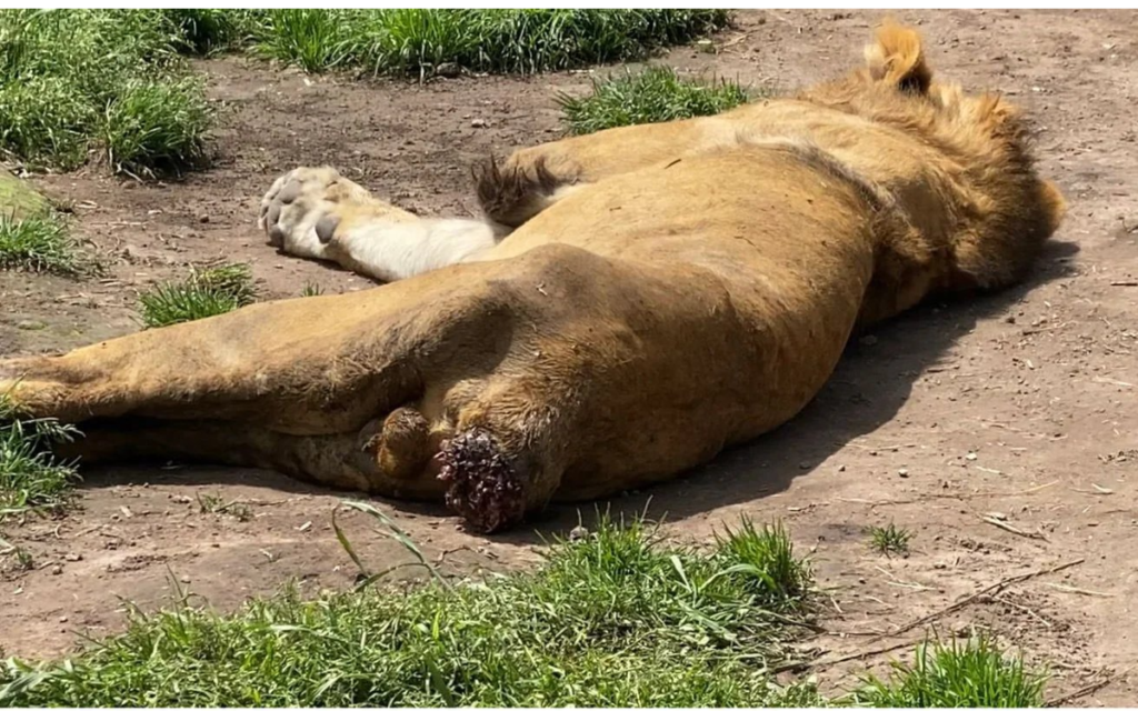 Cero detenidos a un mes del caso Black Jaguar; exigen no permitir impunidad