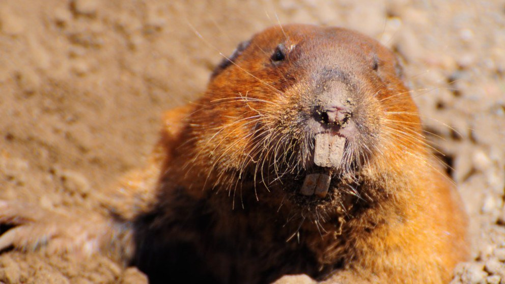 Cinco curiosidades sobre la ratas topo desnudas