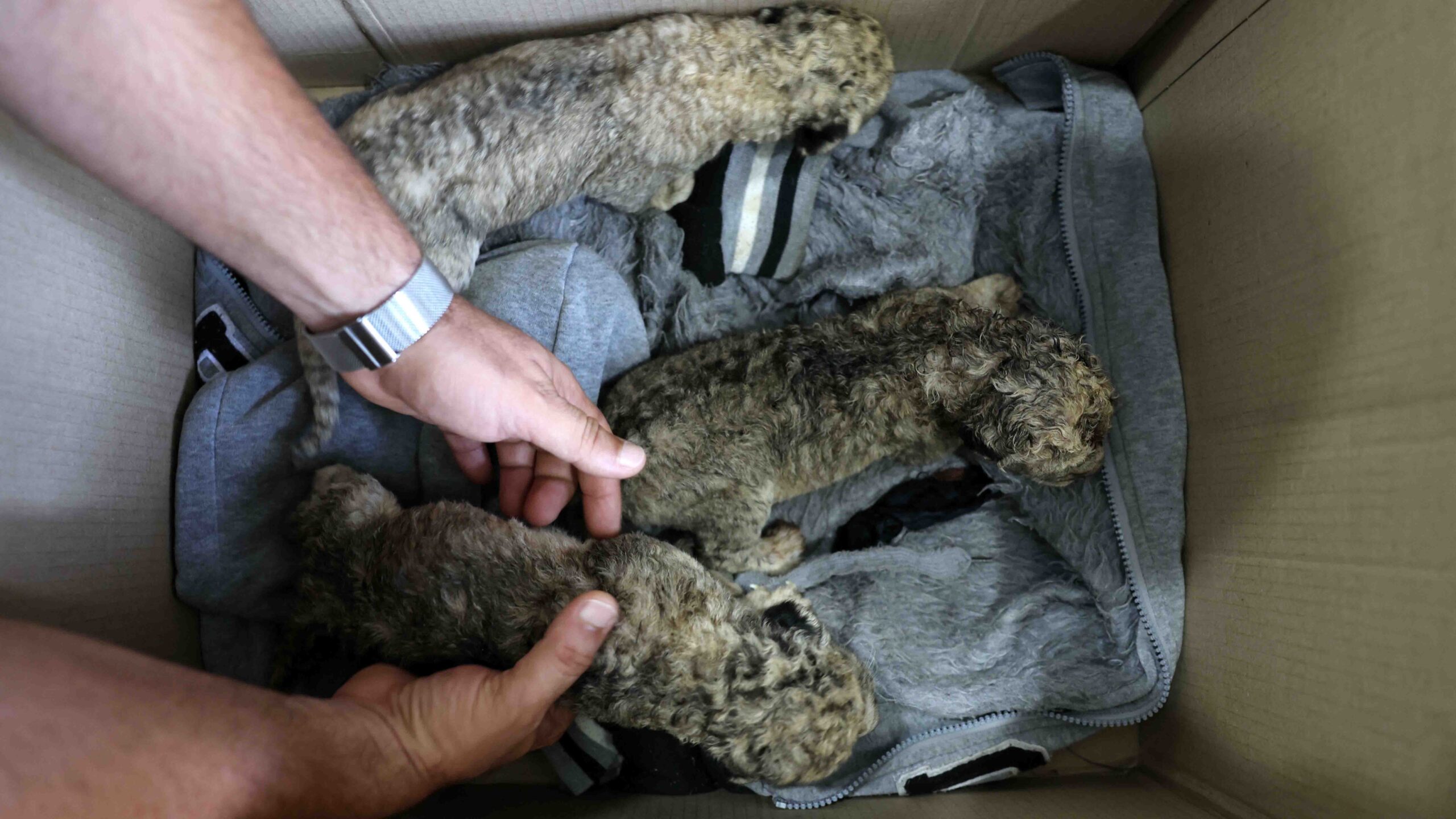 Ciudad de Gaza: luego de ataques israelíes, nacen tres cachorros de león en zoológico
