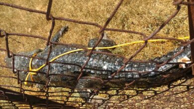 Cocodrilo que atacó a hombre en Tampico es enviado a zoológico en Altamira, Tamaulipas