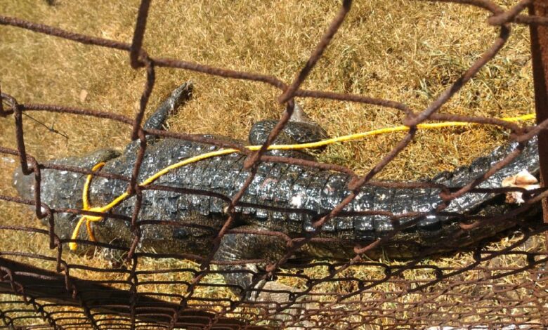 Cocodrilo que atacó a hombre en Tampico es enviado a zoológico en Altamira, Tamaulipas