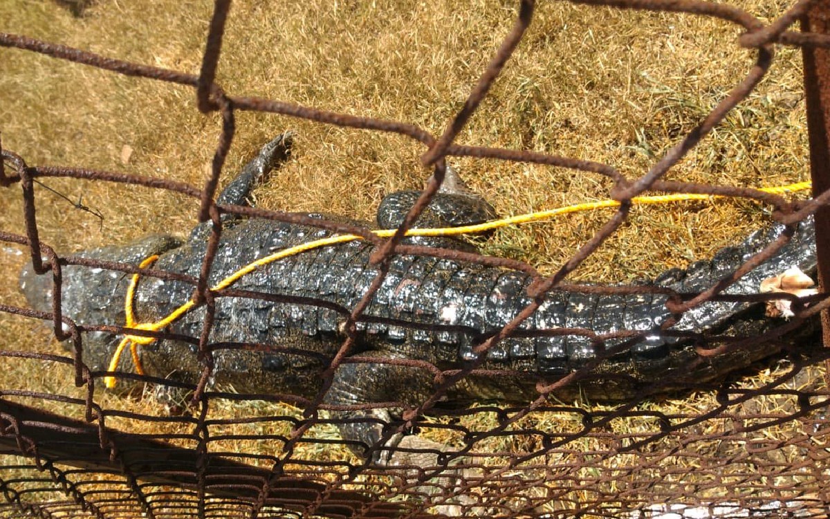 Cocodrilo que atacó a hombre en Tampico es enviado a zoológico en Altamira, Tamaulipas