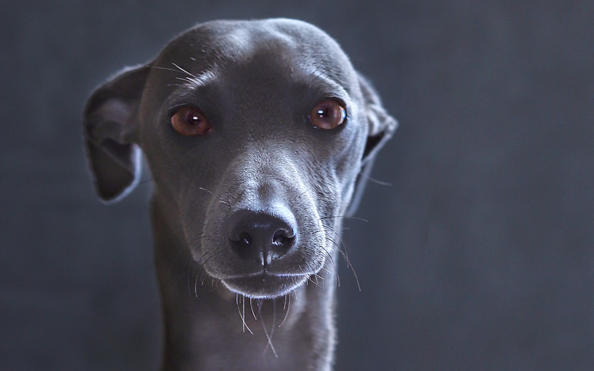 Confirman primer caso de viruela símica en perro doméstico