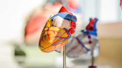 Corazones bombeantes artificiales: lo que significan para los robots blandos (y los humanos)