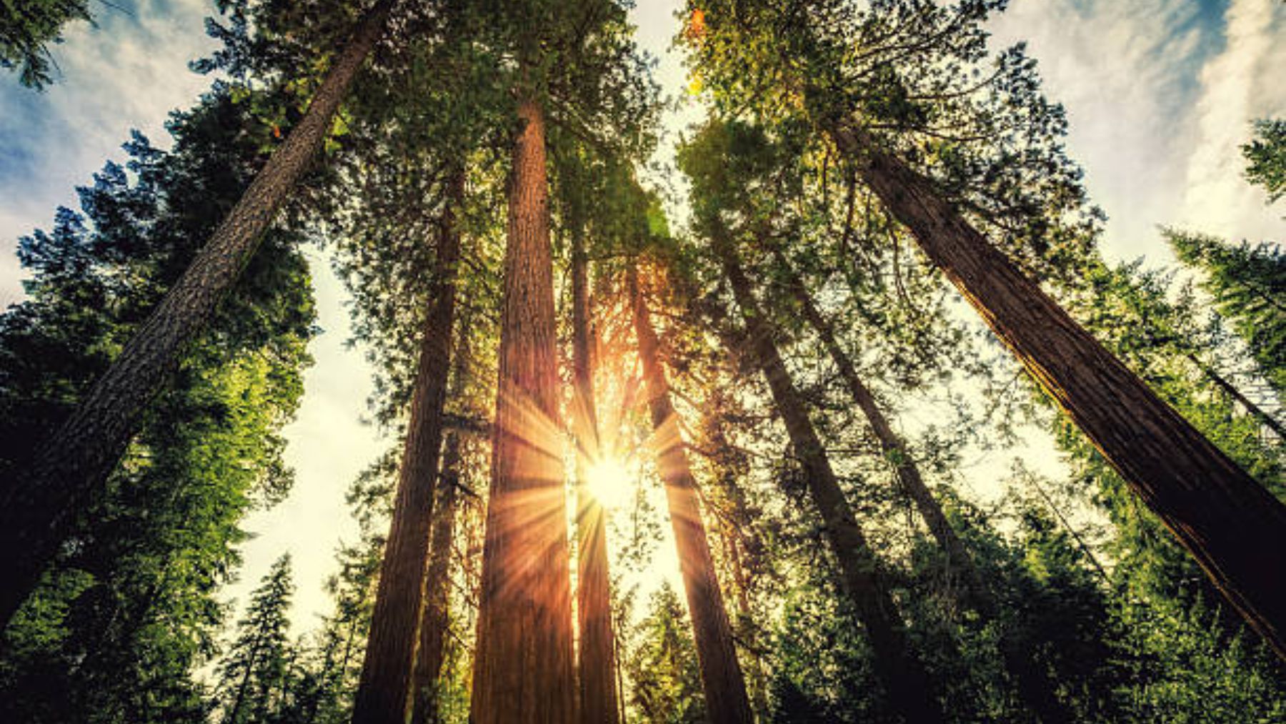 Cuál es el origen de la expresión ‘el quinto pino’