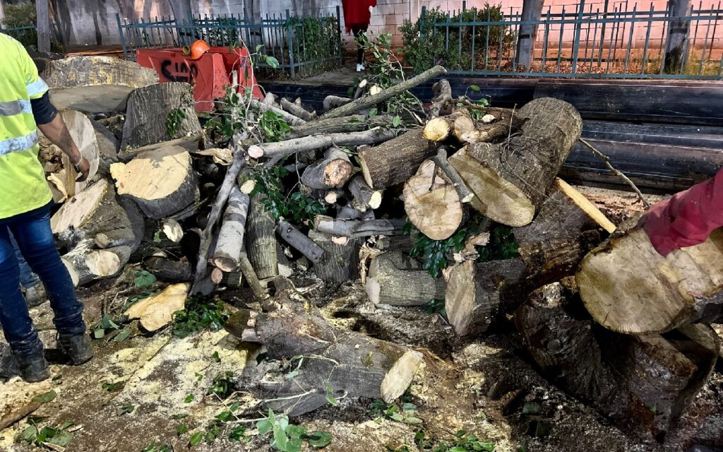 Denuncian la tala de 86 árboles en inmediaciones de la embajada de EU en la alcaldía Miguel Hidalgo