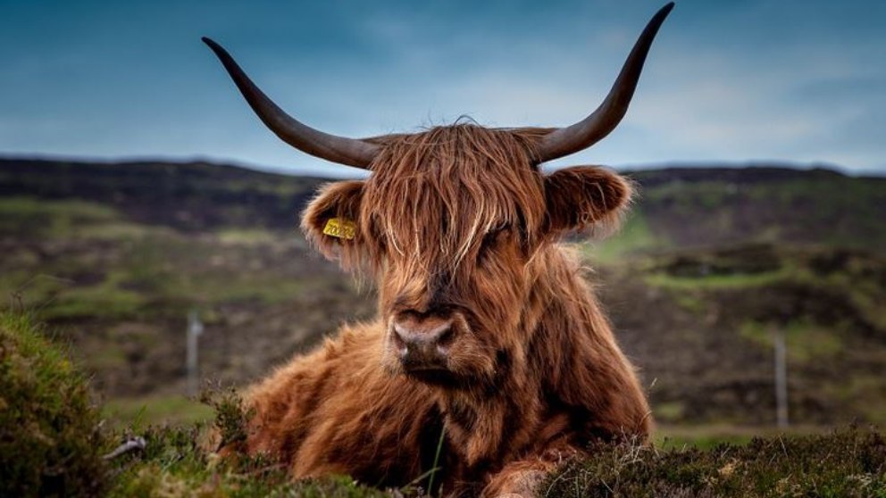 Descubre el origen de la expresión