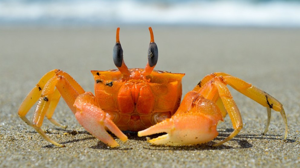 Descubre los animales más raros del mundo