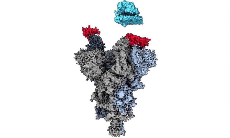 Descubren vulnerabilidad clave del virus SARS-CoV-2; está lista para ser explotada por las farmacéuticas