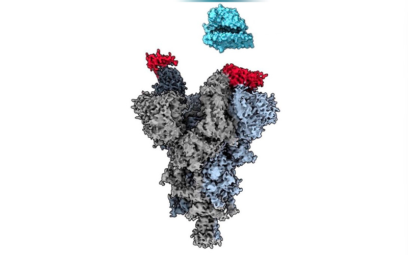 Descubren vulnerabilidad clave del virus SARS-CoV-2; está lista para ser explotada por las farmacéuticas