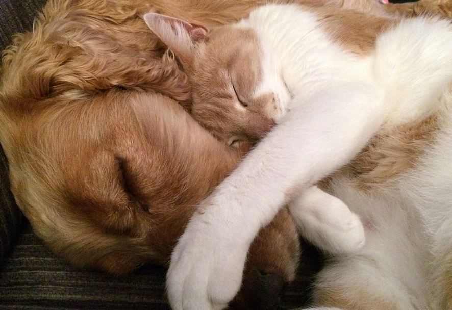 Desmontando cinco falsos mitos sobre los animales