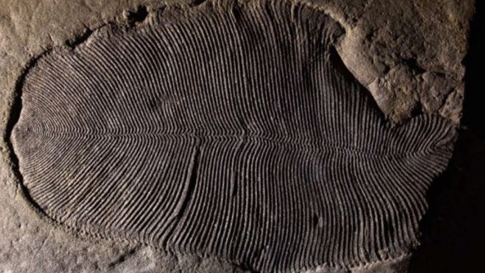 Desvelado el misterio de cuál es el animal más antiguo de la Tierra