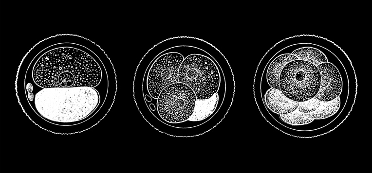 Dioseve quiere ayudar a las personas infértiles con tecnología que produce óvulos