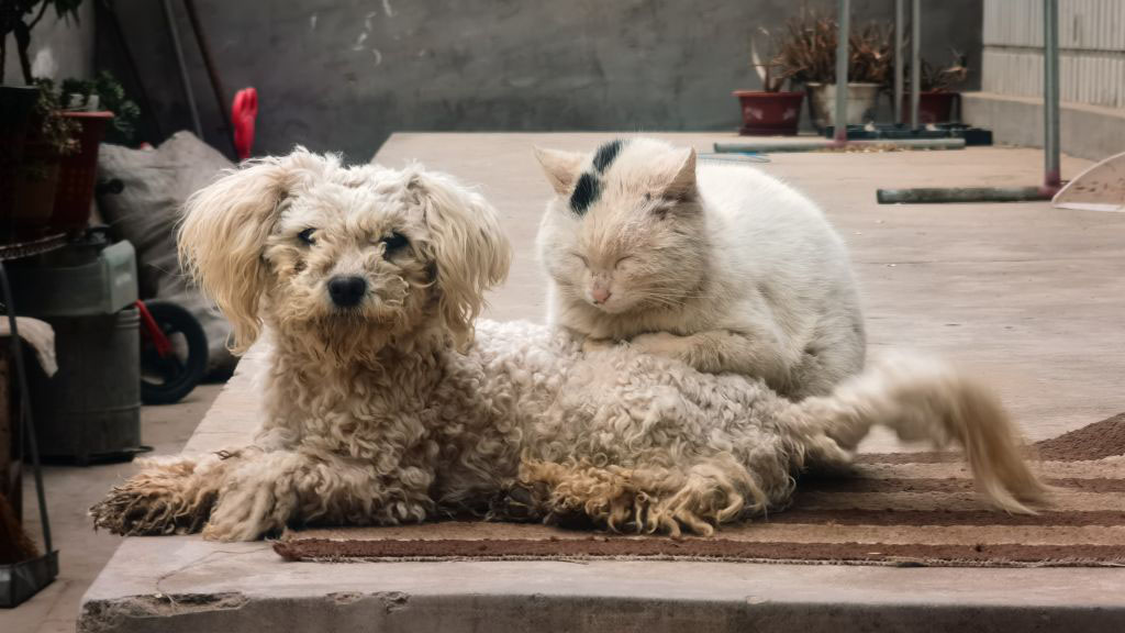 EEUU: advierten que las mascotas pueden contraer la viruela del mono