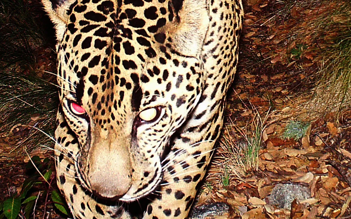 ‘El Jefe’, un jaguar que rondaba las montañas de Arizona, fue captado en Sonora | Video