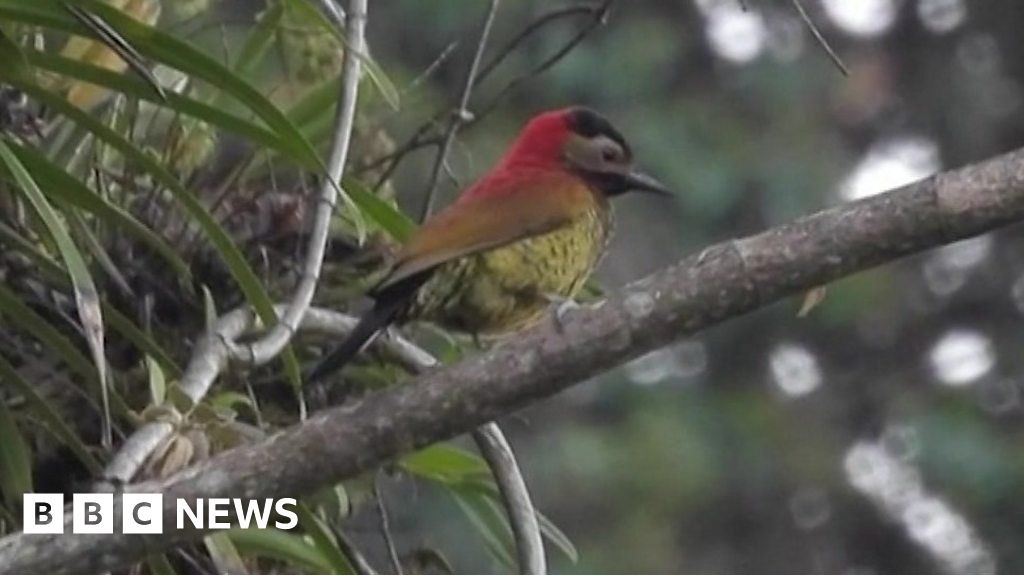 El ‘camino de la muerte’ de Bolivia se convierte en refugio de vida silvestre