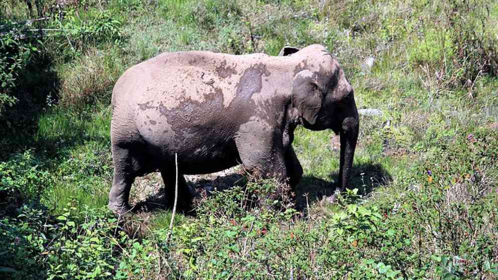 El elefante, el animal salvaje más completo