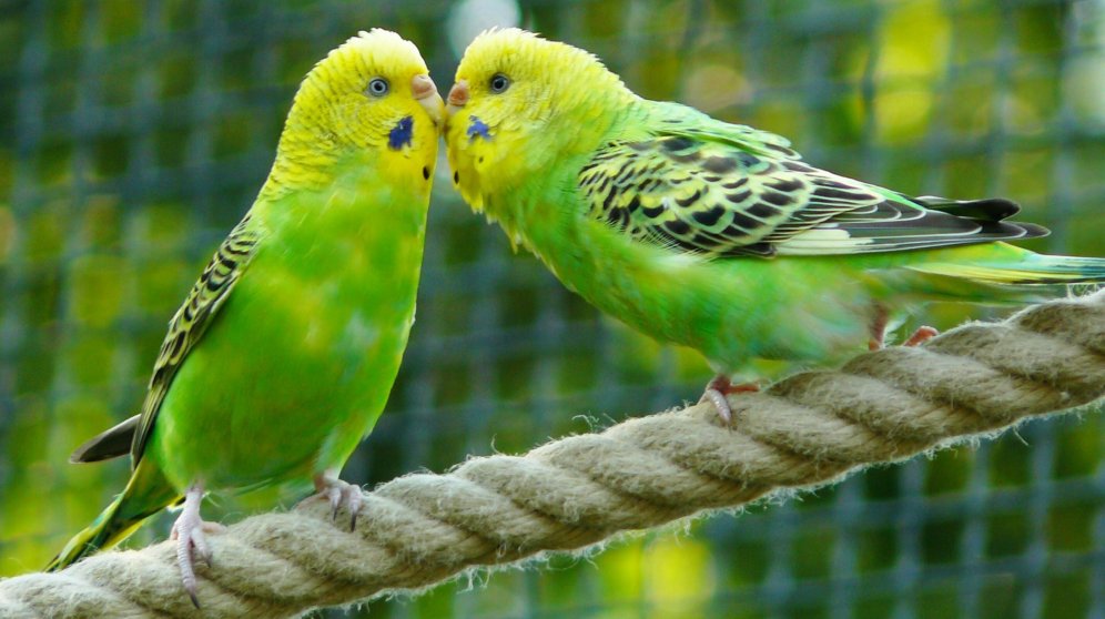 El entierro de un periquito más sorprendente de Facebook