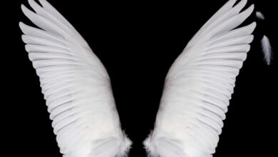 Elige a tu ángel: aprende cómo invierten y qué los motiva