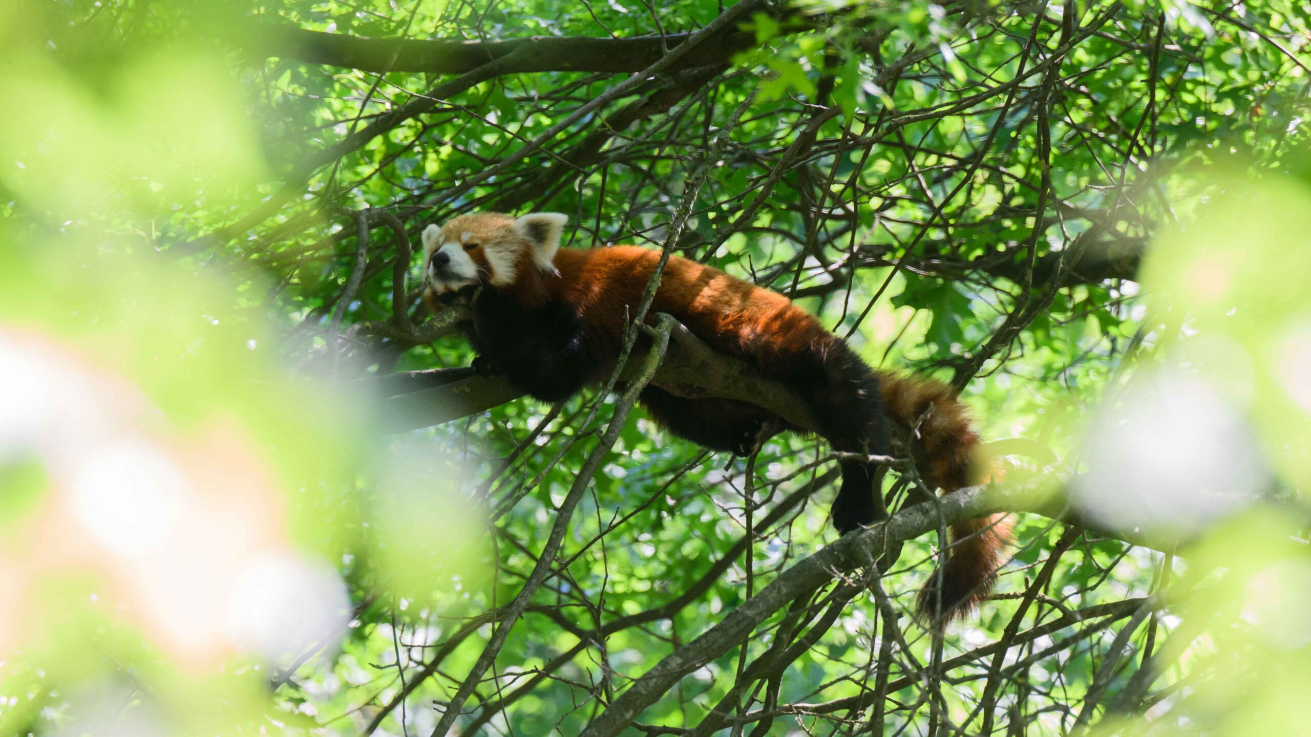 Encuentran a un panda rojo pasando el rato en una higuera después de escapar de un zoológico en Australia