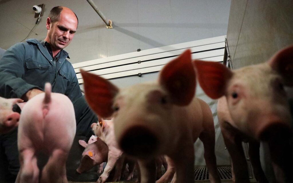 Estados Unidos reporta dos casos de gripe porcina; autoridades recomiendan precauciones