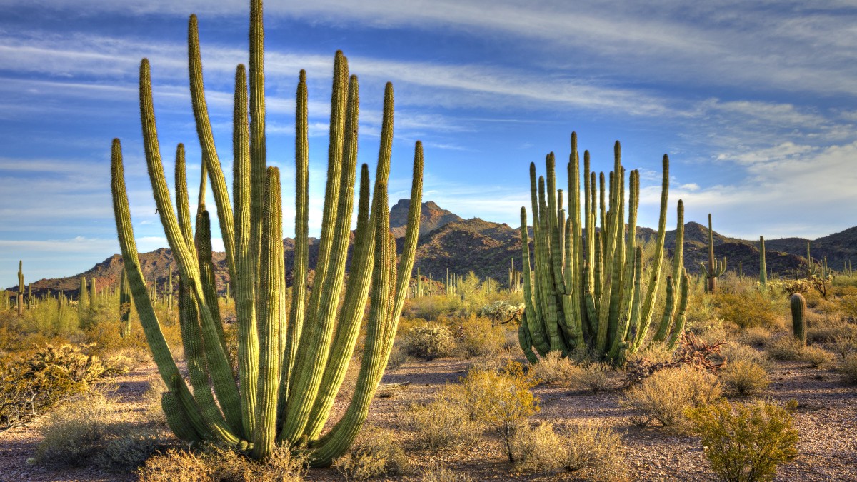 Hallan a dos bebés abandonados en el desierto de Arizona