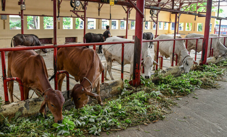 India, un titán lácteo, estudia cómo mantener el flujo de leche en un mundo más cálido