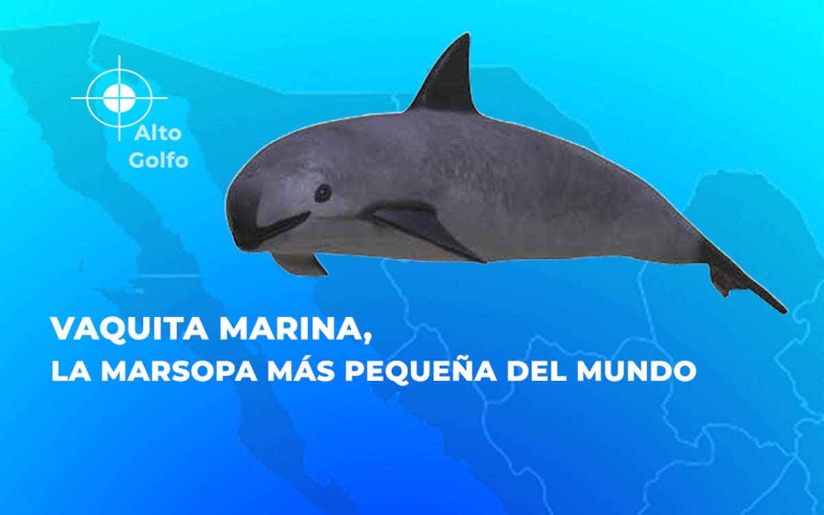 La Vaquita marina está aprendiendo a evitar redes de pesca, apunta estudio científico